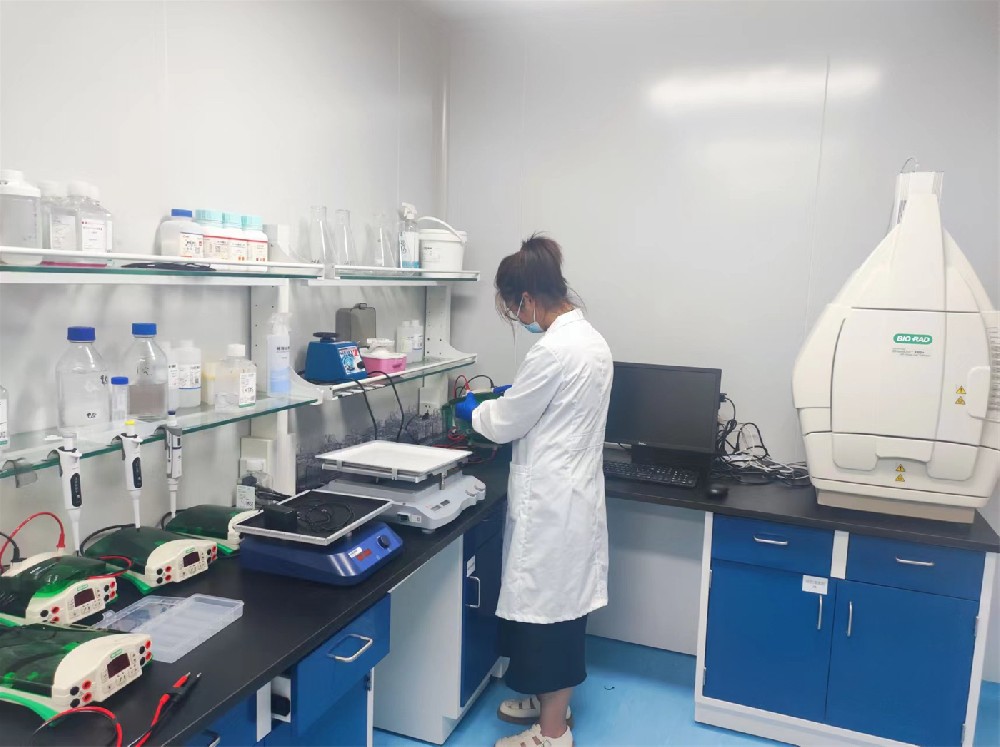 蛋白免疫印迹检测